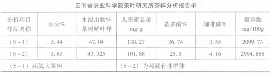 邦崴千年古茶樹的發(fā)現(xiàn)經(jīng)過