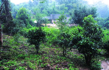 普洱茶產(chǎn)地之古茶樹(shù)茶山篇（江內(nèi)六大茶山）：莽枝古茶山