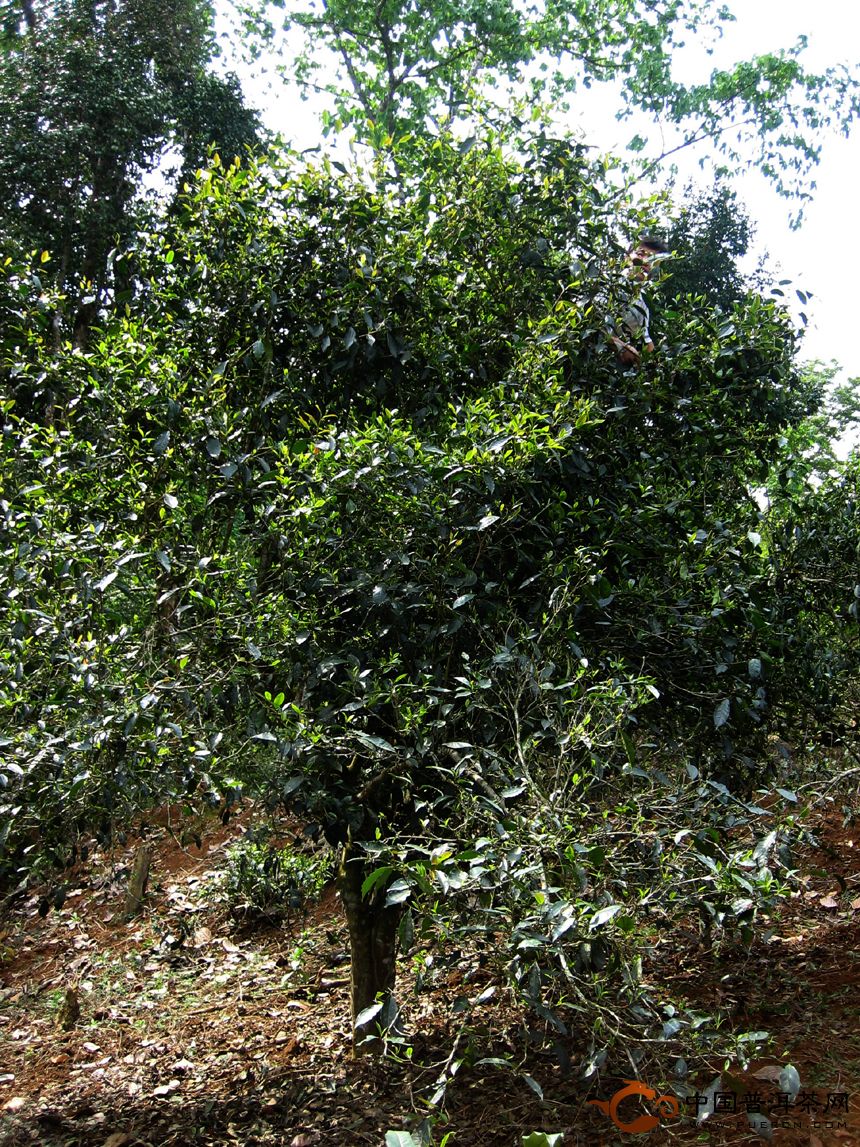 普洱茶產(chǎn)地之古茶樹(shù)茶山篇（江內(nèi)六大茶山）：蠻磚古茶山