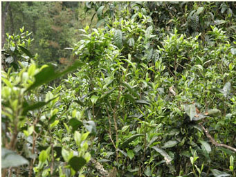 普洱茶產(chǎn)地之古茶樹茶山篇（江外六大茶山）：南嶠古茶山