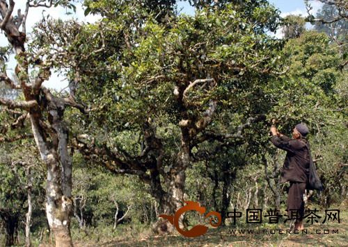 普洱茶產(chǎn)地之古茶樹(shù)茶山篇（江外六大茶山）：勐宋古茶山