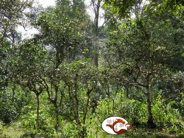 普洱茶產(chǎn)地之古茶樹(shù)茶山篇（江外六大茶山）：景邁古茶山