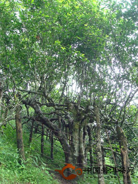 勐海南糯山古茶樹園