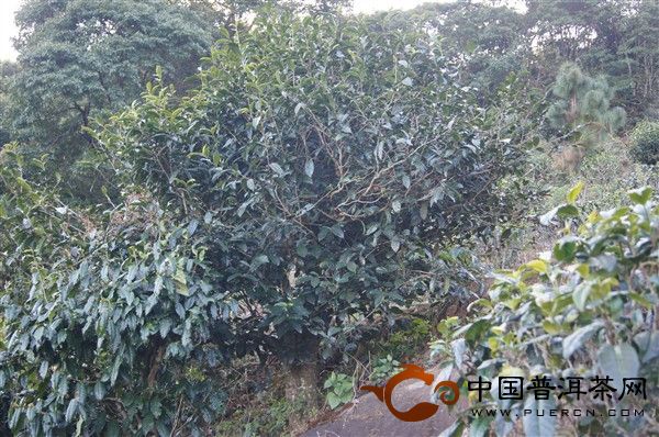 雙江縣冰島茶產(chǎn)區(qū)-雙江縣冰島茶產(chǎn)區(qū)介紹