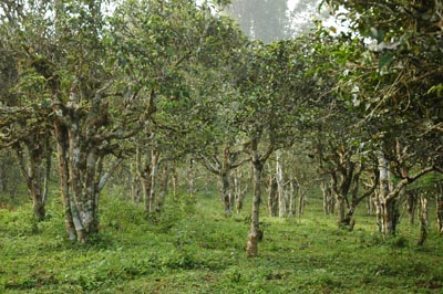 南本老寨古樹(shù)茶產(chǎn)區(qū)