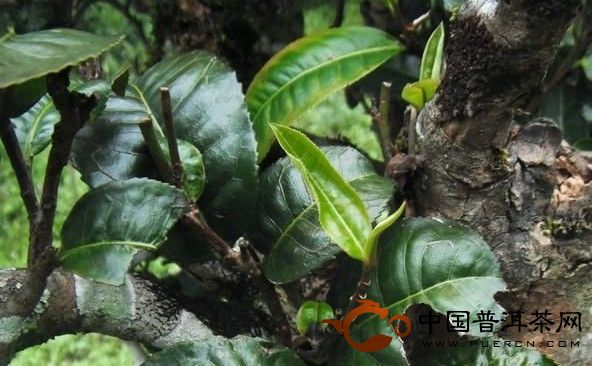 勐宋茶山號(hào)稱(chēng)小班章的那卡茶