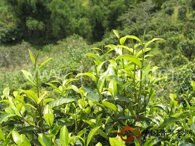 邦崴瀾滄茶樹王 西盟佛殿山的人文、生態(tài)指數(shù)