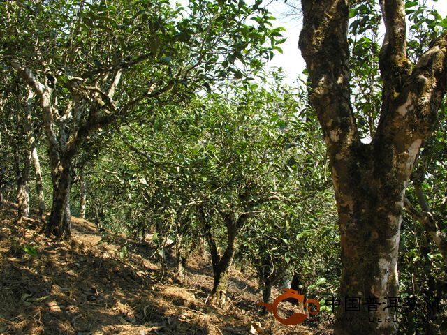 勐海勐宋茶山的人文、生態(tài)指數(shù)