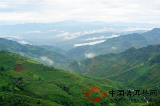 永德大雪山忙肺茶山、曼來(lái)茶山、放牛場(chǎng)茶園的生態(tài)指數(shù)