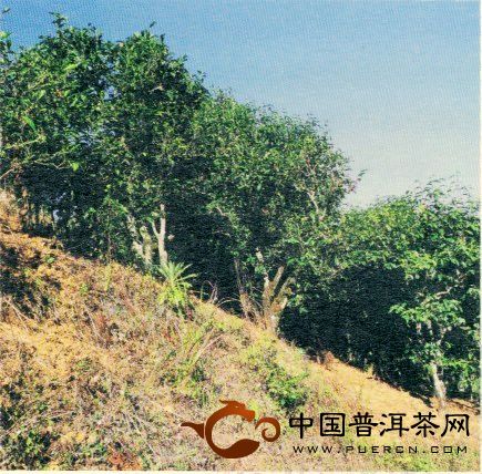 勐庫(kù)茶區(qū)：大戶賽和大戶賽普洱茶