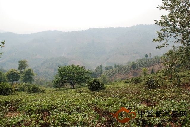 南糯普洱茶山：普洱茶樹的人工矮化