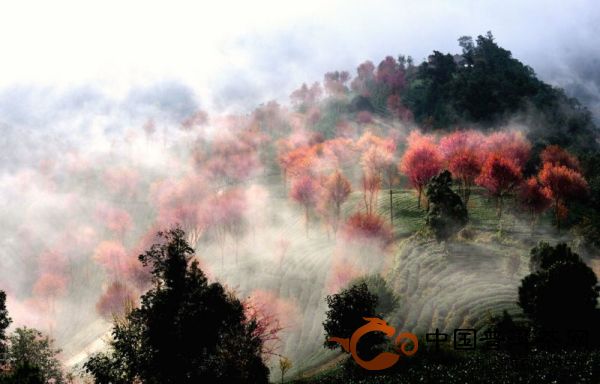 南澗無量山茶園冬櫻花林美景盛收