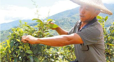 雙江自治縣勐庫(kù)鎮(zhèn)迎來(lái)秋茶采摘高峰