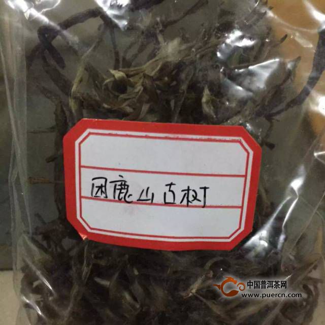 2015年困鹿山古樹茶開湯