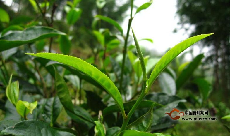 懂家寨自然村普洱茶（茶葉）特點