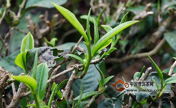 新曼拱自然村普洱茶（茶葉）特點