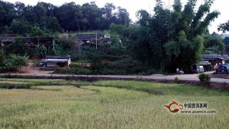 普洱茶村寨之麻立樹村