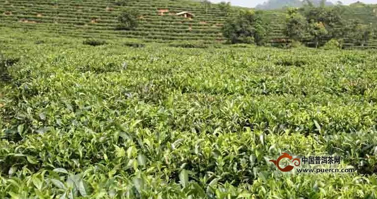 大渡崗鄉(xiāng)大荒壩村委會麻立樹村普洱茶（茶葉）特點