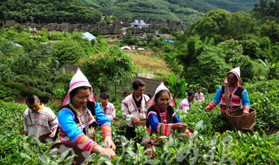 巴飄村普洱茶（茶葉）特點(diǎn)