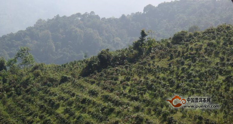 曼西良村普洱茶（茶葉）特點