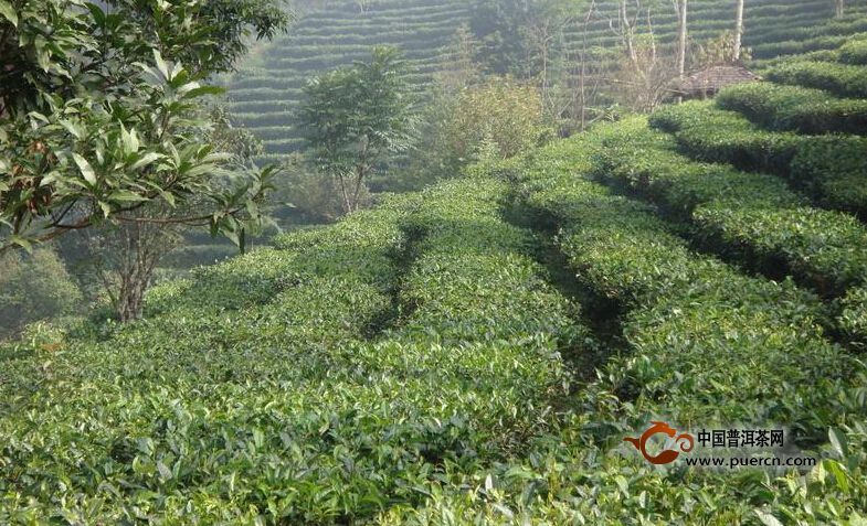 南糯山姑娘寨普洱茶（茶葉）特點(diǎn)