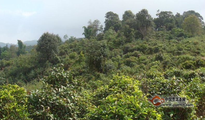 老班章普洱茶與邦盆老寨古樹茶之辨