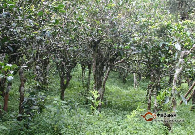 曼加坡坎村普洱茶茶葉特點