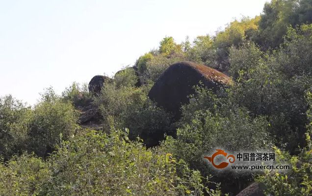 邦東茶區(qū)：魅力巖茶，謎一樣的邦東！