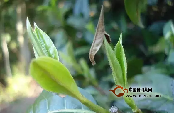 沖泡普洱茶的六種新技巧(一)