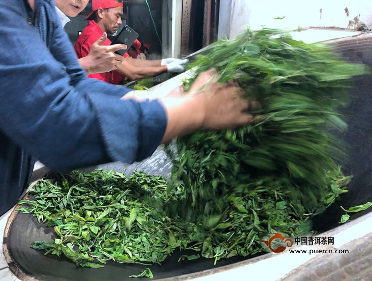 尋找真正的冰島味：炒茶師傅正在對冰島老寨春茶進行殺青