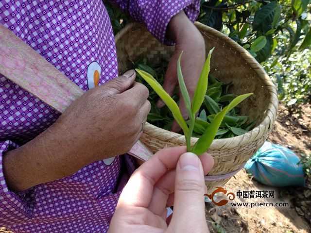 尋找真正的冰島味：在冰島老寨的斜坡上采茶