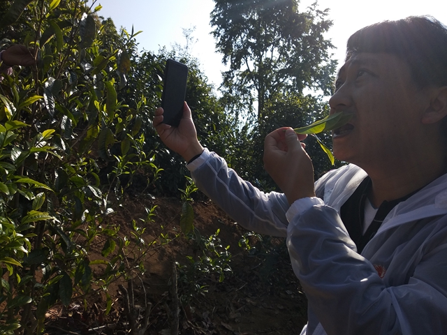 尋找真正的冰島味：用冰島老寨鮮葉解渴