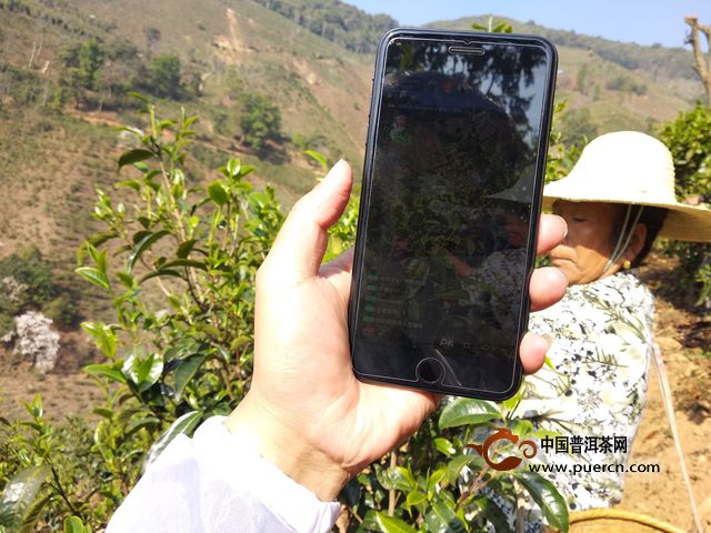 尋找真正的冰島味：第一輪冰島春茶抽獎