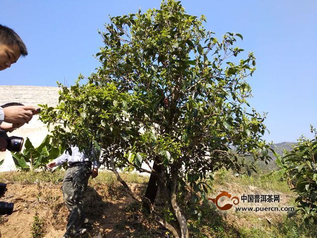 尋找真正的冰島味：冰島老寨風(fēng)貌，古茶樹