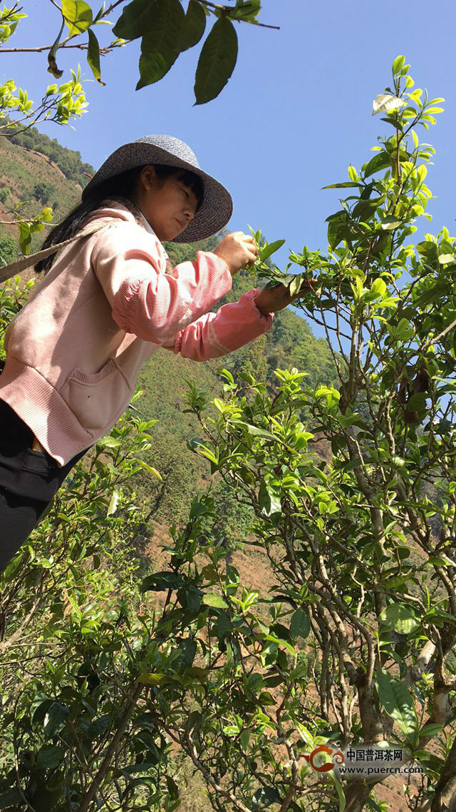 尋找真正的冰島味：下午采摘工作繼續(xù)