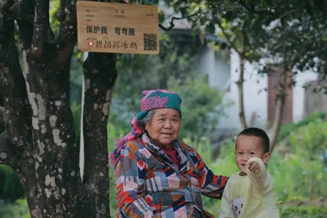 “美學(xué)冰島”：古茶山開發(fā)“由土到雅”新路徑