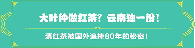 吉普號茶山黑話178：62年前，這里的茶竟被拍賣出世界最高價？